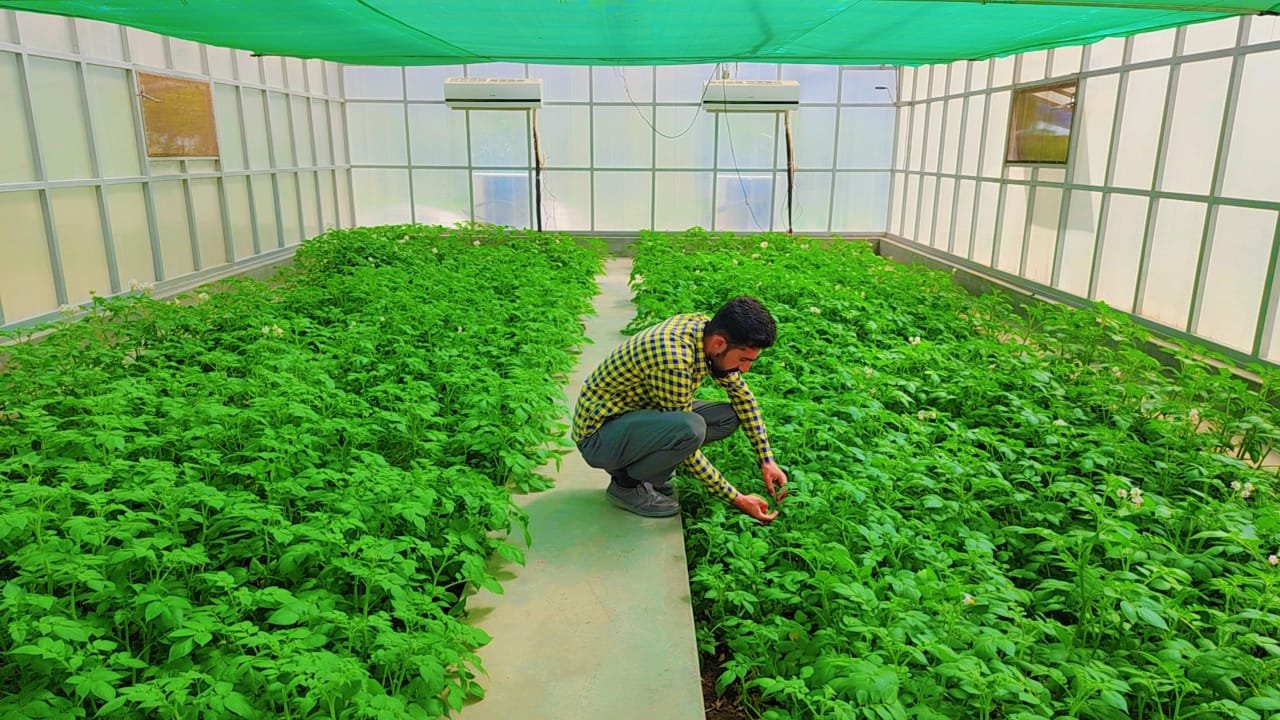 Farmer working inside a greenhouse