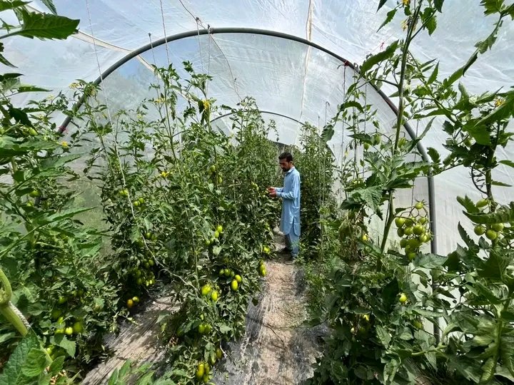 Greenhouse farming in Yasin
