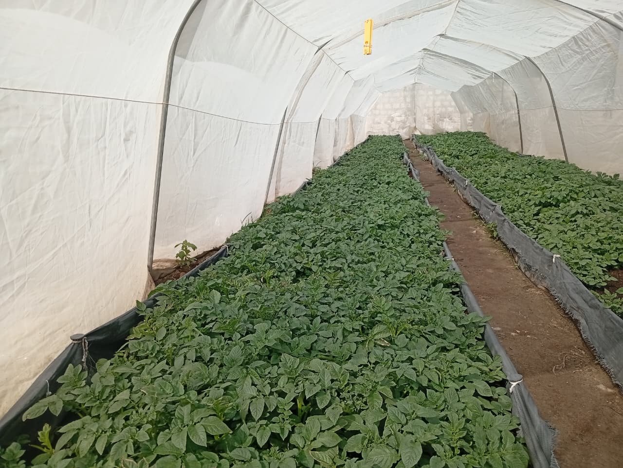 Greenhouse farming