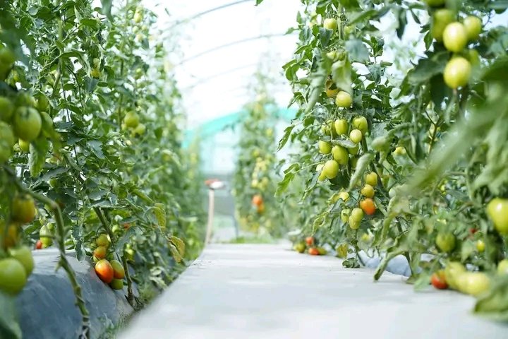 Tomatoes growing in a greenhouse