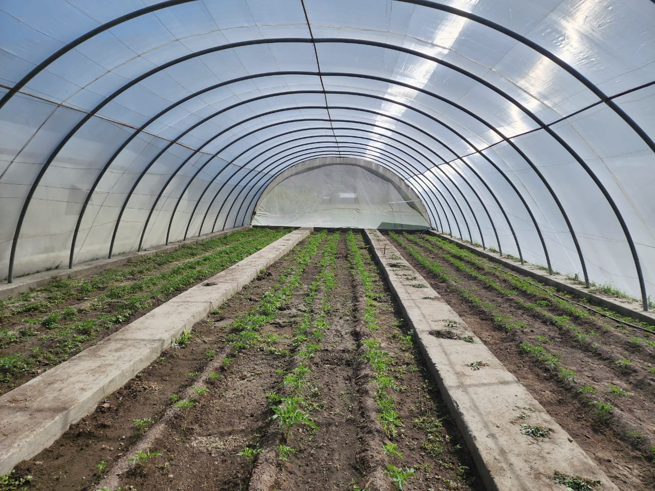 Tunnel greenhouse
