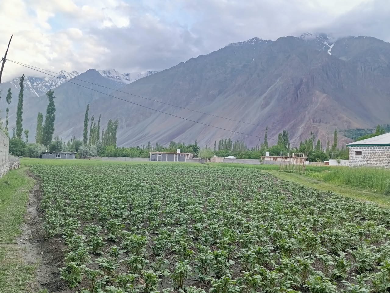 Farm field in Ghizer with mountains behind