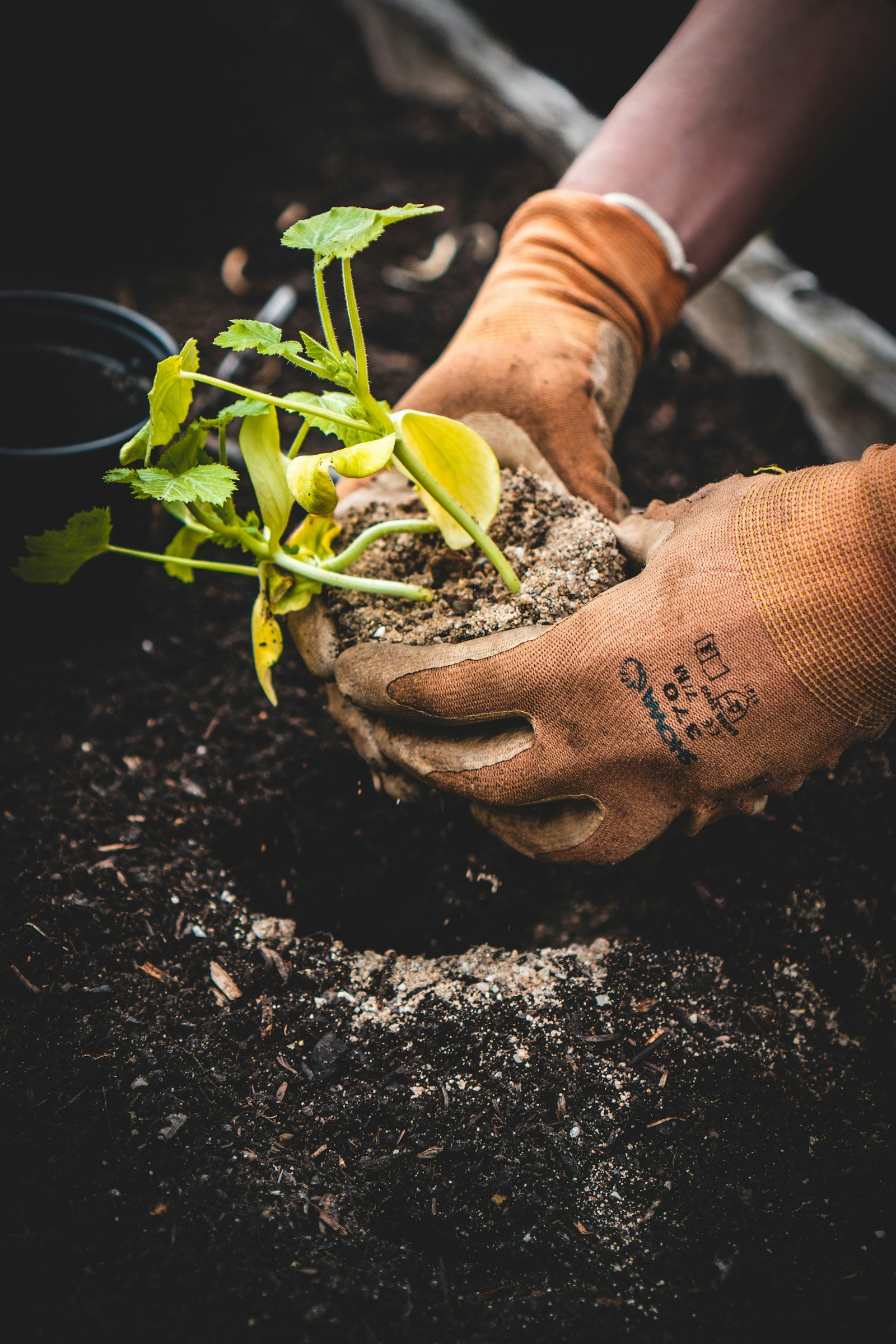 Hands holding a seedling