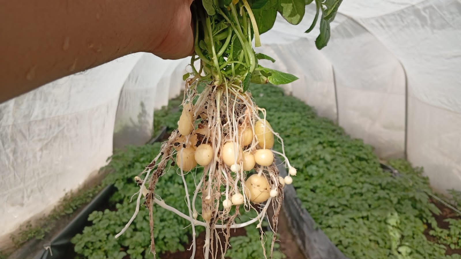 Potato plant harvested in a greenhouse