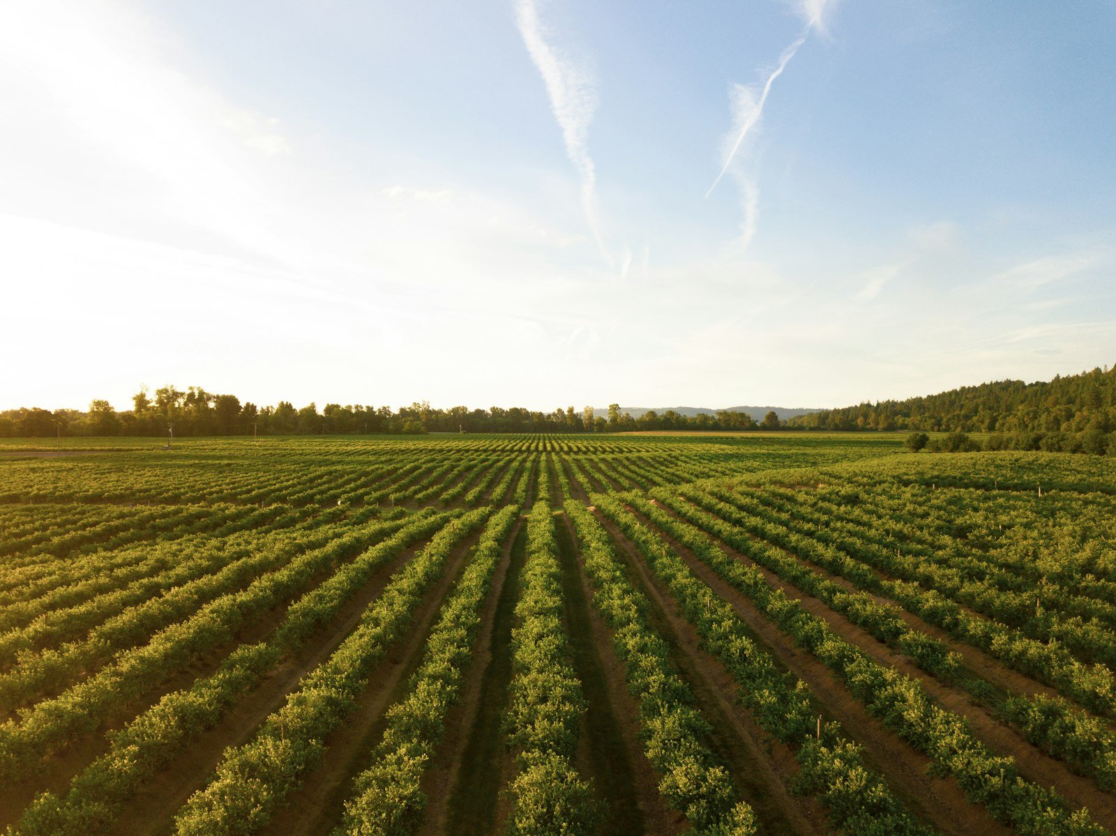 Crop rows